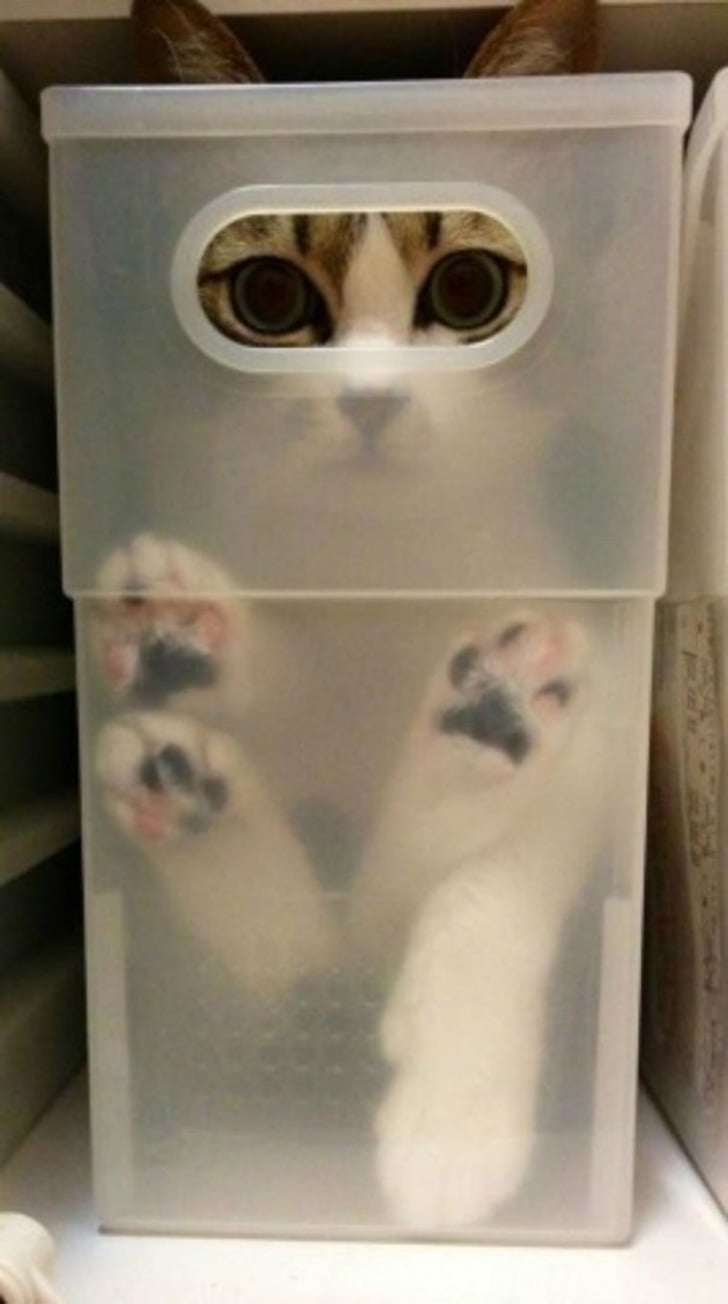boredpanda