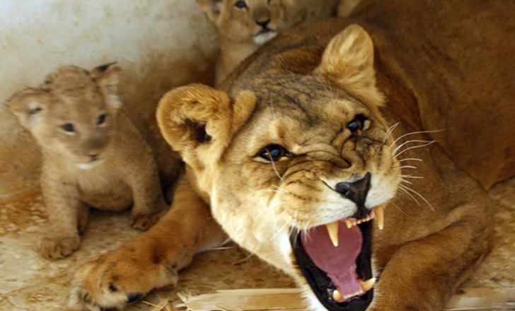  animalworld - anne mutfak alışkanlıkları
