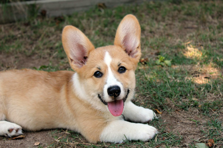 cutestpaw