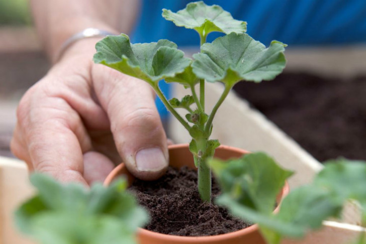 gardenersworld