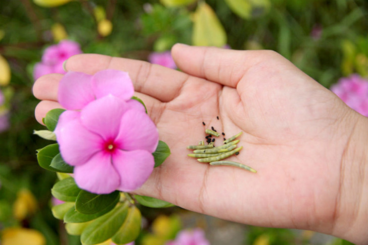 gardeningknowhow