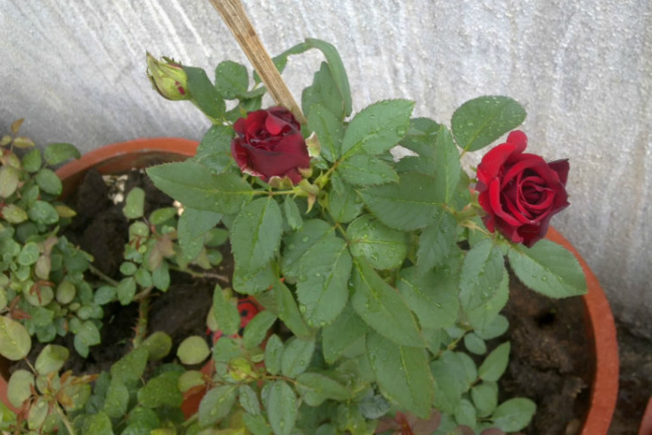 suespottedterracegarden.blogspot