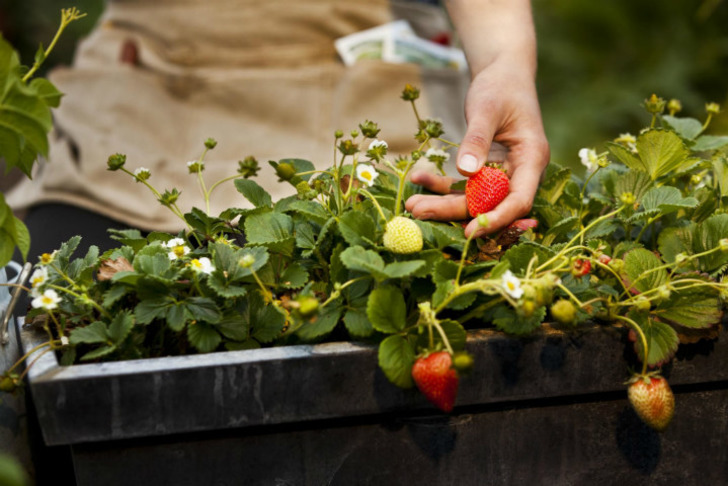 https://www.thespruce.com/how-to-grow-strawberry-plants-in-pots-1401968 | thespruce