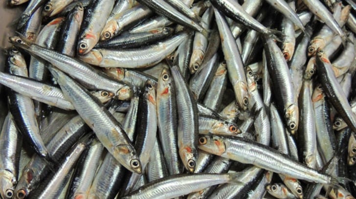hamsi-baligi