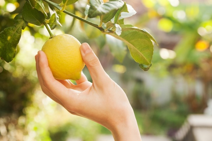 Limon