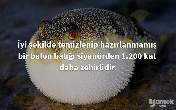 imgarcade - balon balığı - yiyecekler hakkında bilgiler