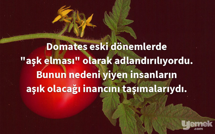 wikipedia - domates - yiyecekler hakkında bilgiler