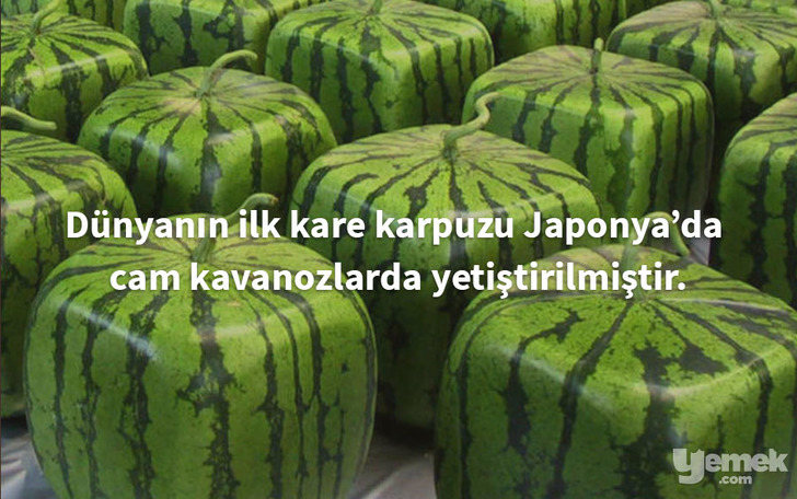 melonmold - karpuz - yiyecekler hakkında bilgiler