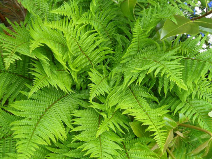 plantpost