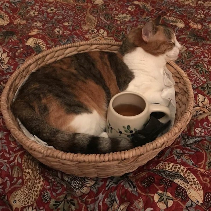 boredpanda