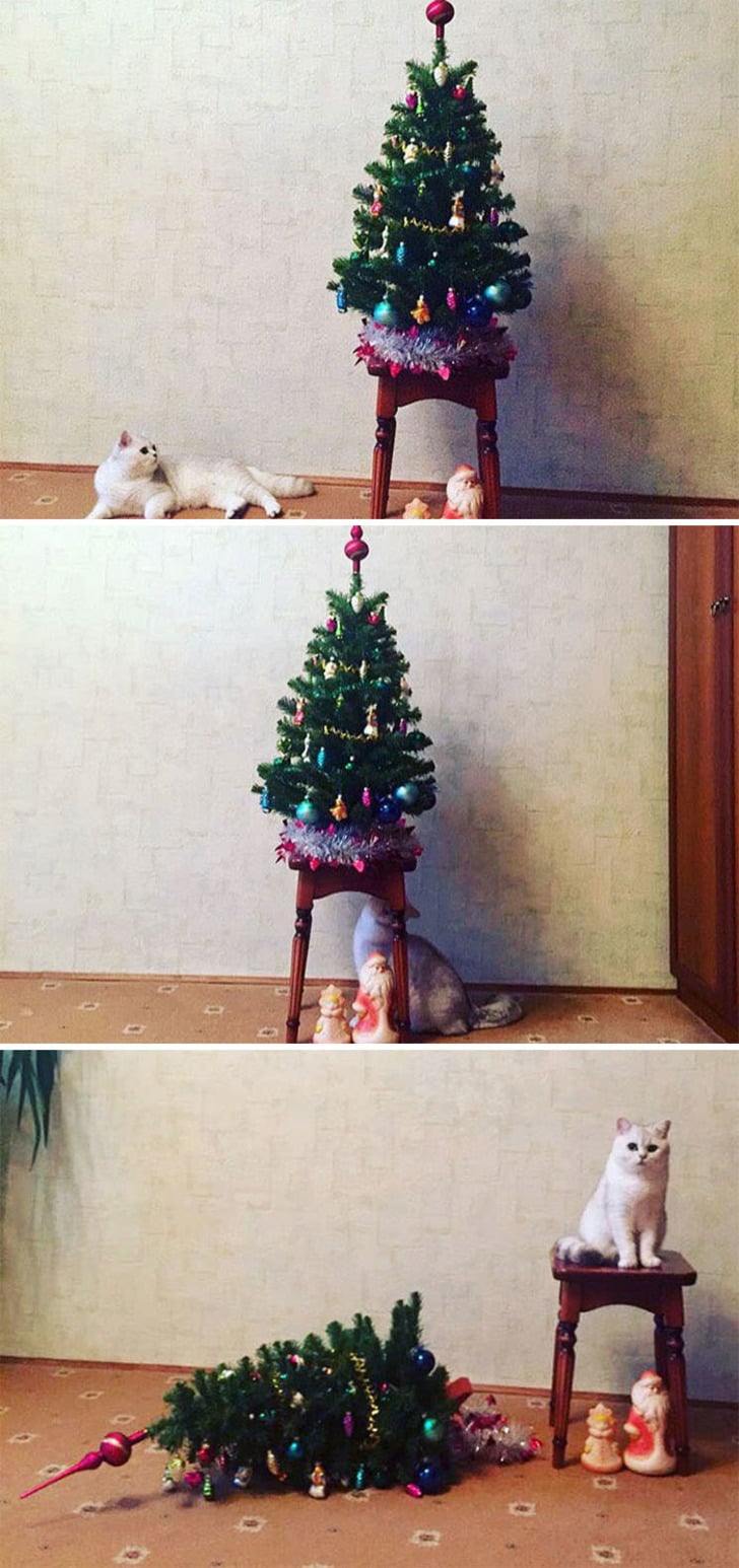 boredpanda