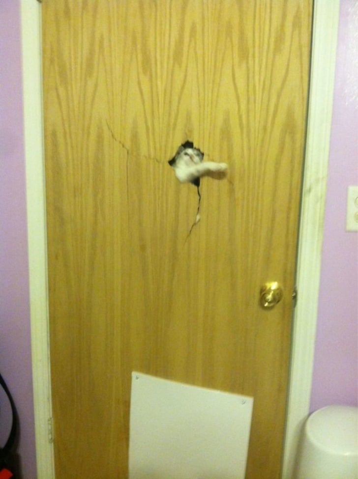 boredpanda