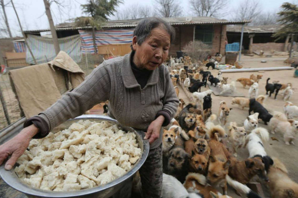 Dünyada Güzel Şeyler de Oluyor: 1300 Sokak Köpeğine Bakan 5 Çinli Kadın