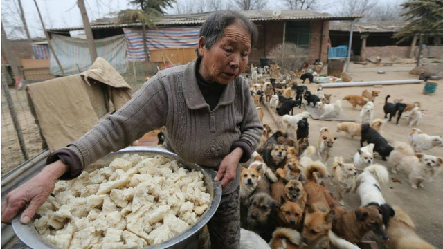 Dünyada Güzel Şeyler de Oluyor: 1300 Sokak Köpeğine Bakan 5 Çinli Kadın