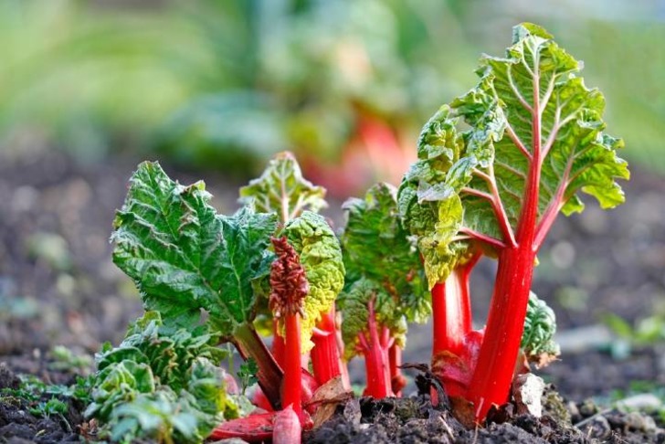 Rhubarb Nedir