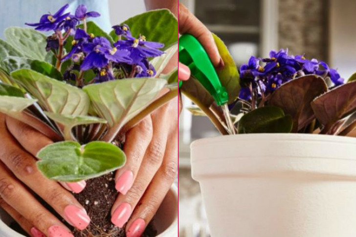 miraclegro