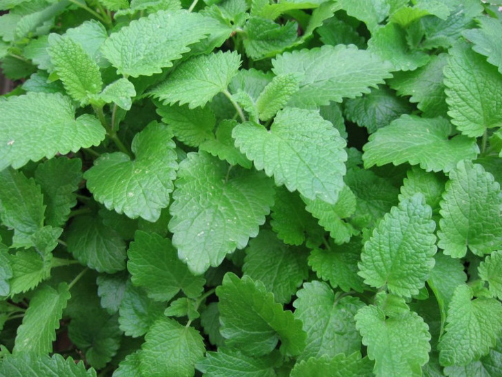inmykitchengarden