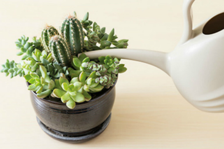 worldofsucculents