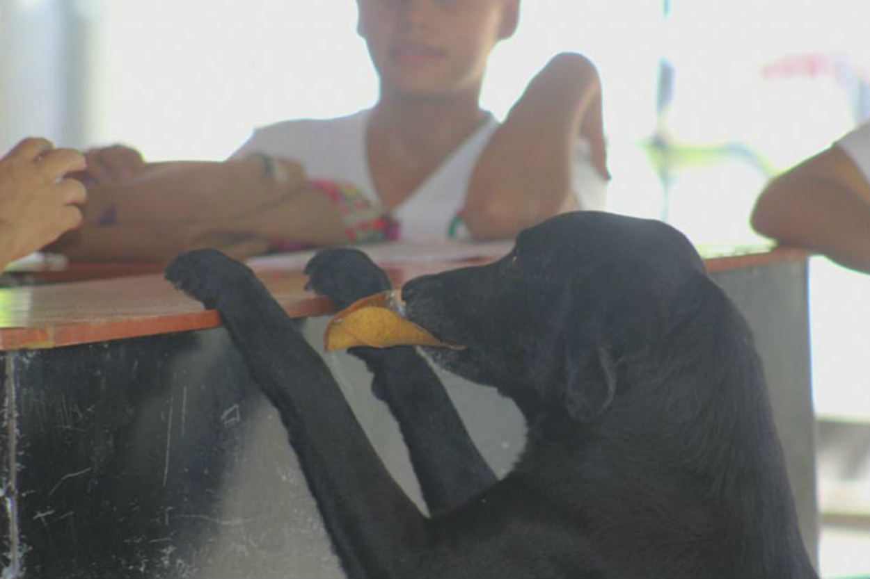 Parayla Yemek Alanları Görünce Kantinden Yaprakla Kurabiye Alan Zeki Köpek