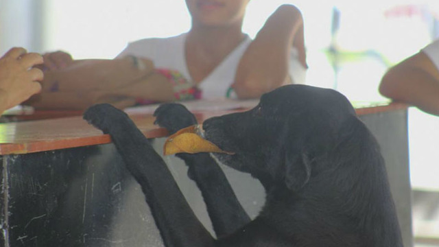 Parayla Yemek Alanları Görünce Kantinden Yaprakla Kurabiye Alan Zeki Köpek