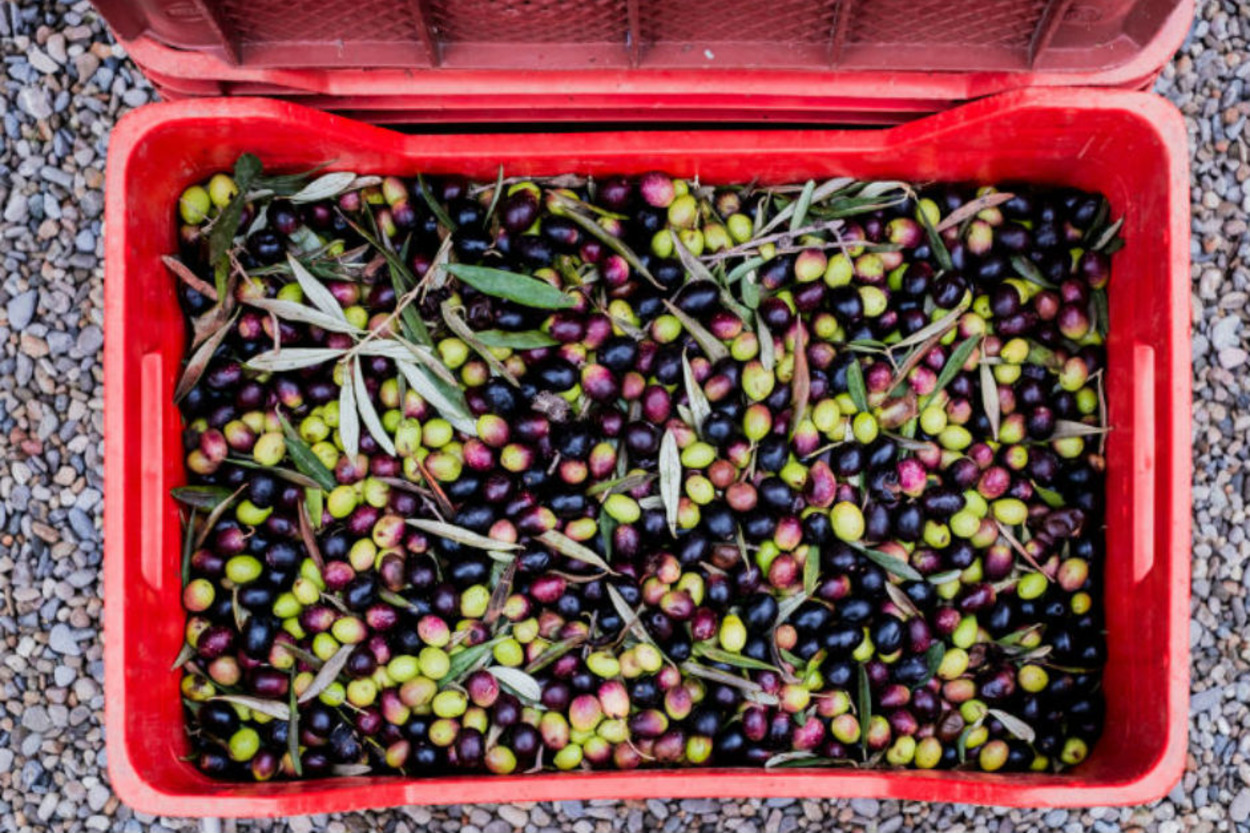 Tek Bir Gülümsemeyle Hayatı Değişen Zeytin Bahçeli Evsiz Adamın Hikayesi