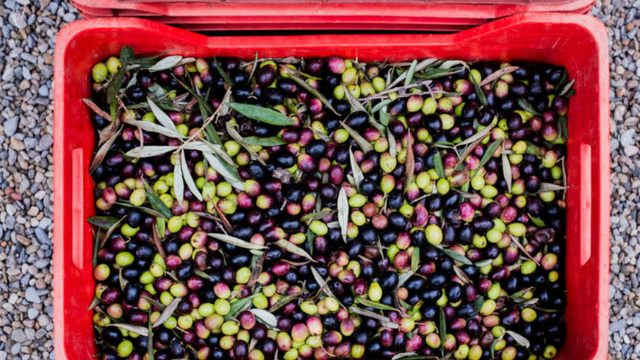 Tek Bir Gülümsemeyle Hayatı Değişen Zeytin Bahçeli Evsiz Adamın Hikayesi