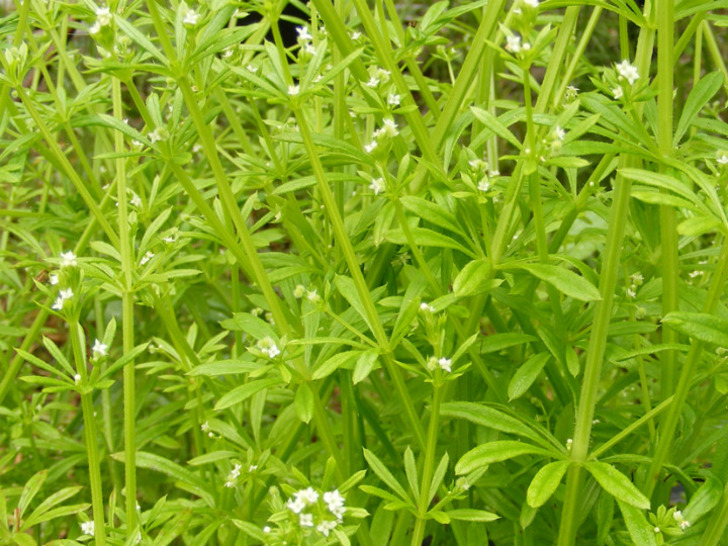 knowplant