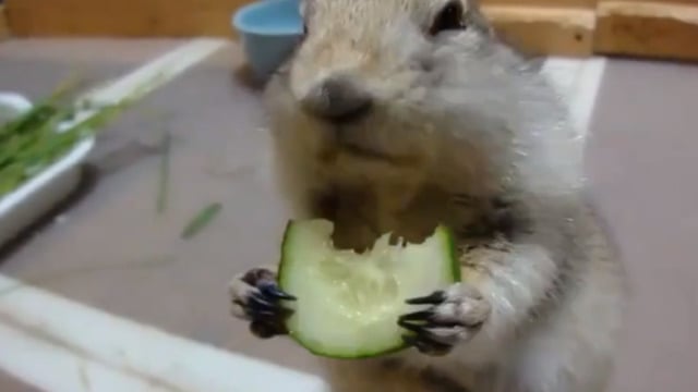Daha Önce Hiçbir Şey Yememiş Gibi Salata Yiyen Sincap
