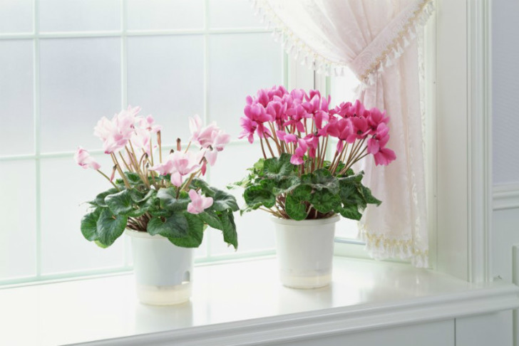 gardenclinic