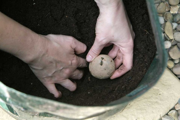 schoolgardening