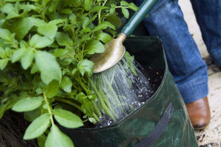 schoolgardening