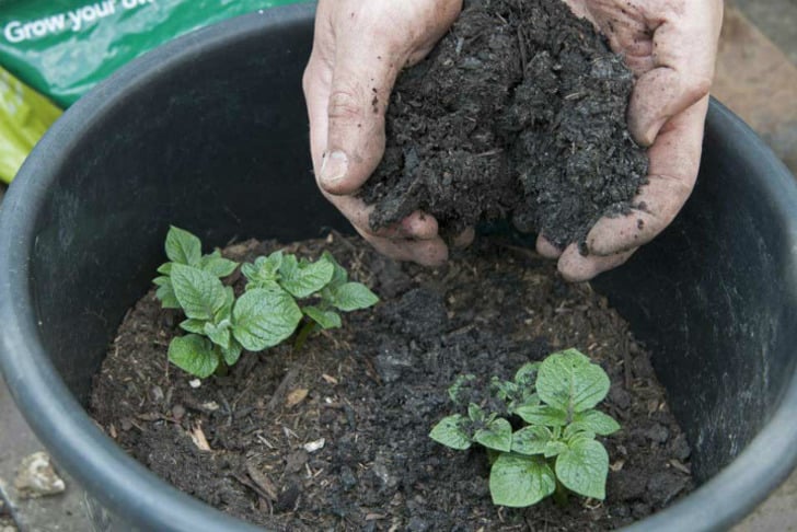 schoolgardening