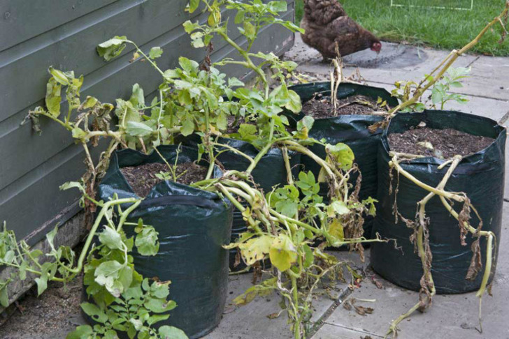 schoolgardening