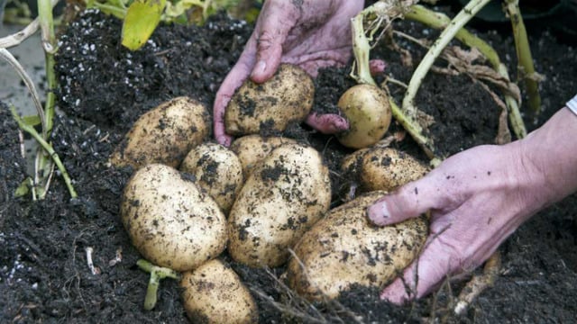 Çuvalları Hazırlayın, Başlıyoruz: 7 Basit Adımda Evde Patates Nasıl Yetiştirilir?