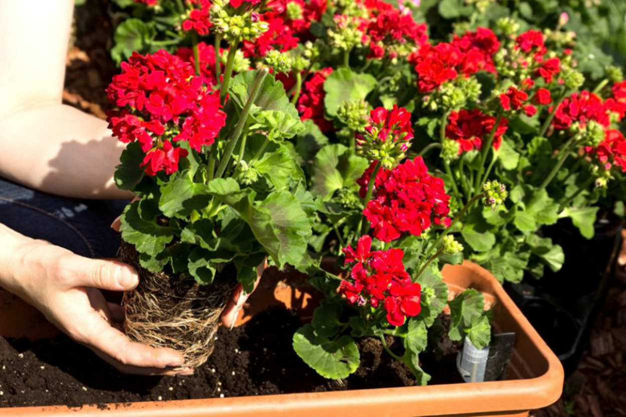 Çiçekleri Hep Gür Olsun: Ekiminden Çoğaltılmasına, Adım Adım Sardunya Bakımı
