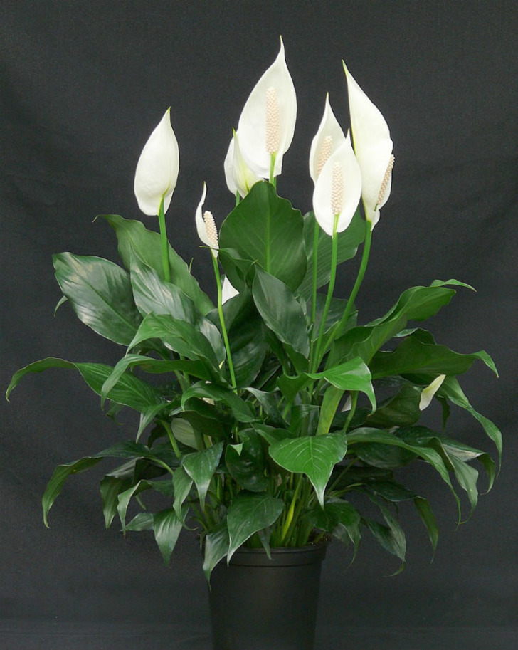 plantsrescue