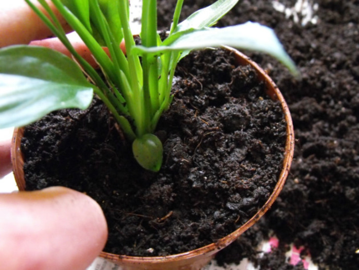 houseplantsexpert