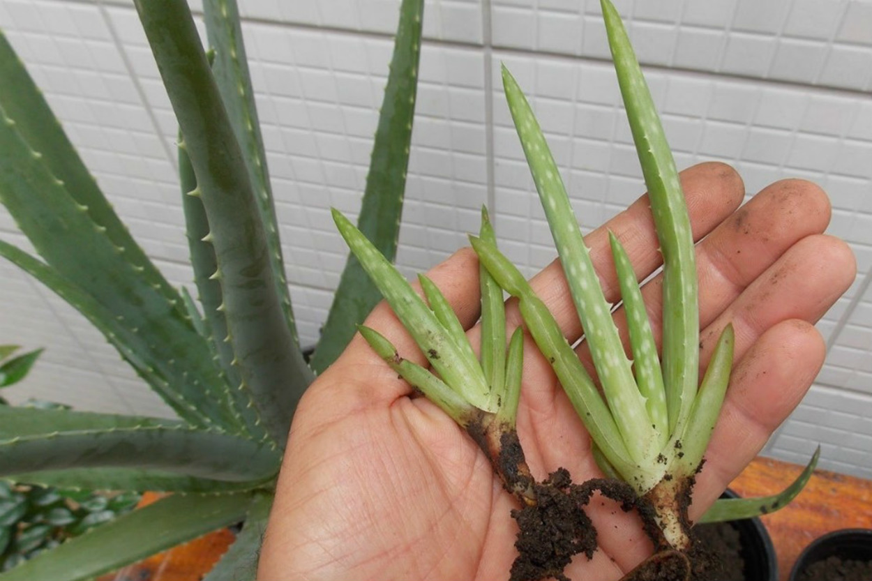 Evinize Şifa Saçsın: Sulamadan Çoğaltmaya, Saksıda Adım Adım Aloe Vera Bakımı