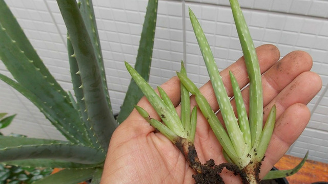 Evinize Şifa Saçsın: Sulamadan Çoğaltmaya, Saksıda Adım Adım Aloe Vera Bakımı