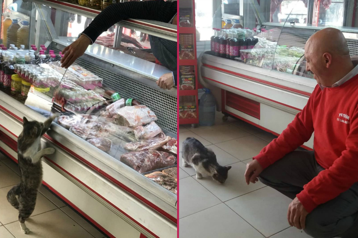 Sokak Kedisi "Sakatatçı Yeşim"le Birlikte Dünyaca Ünlenen Manisalı Kasap İkram Usta