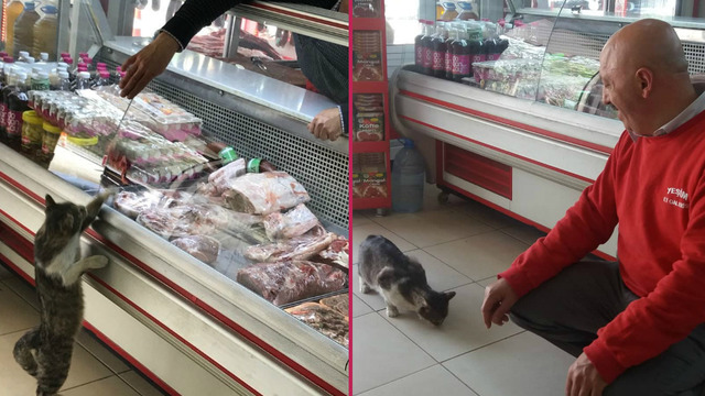 Sokak Kedisi "Sakatatçı Yeşim"le Birlikte Dünyaca Ünlenen Manisalı Kasap İkram Usta