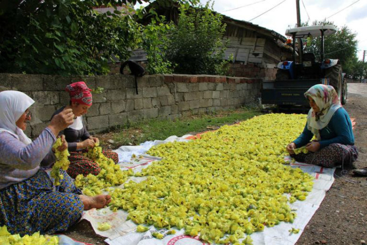 http://www.milliyet.com.tr/cicek-bamyasina-ceyrek-altin--ekonomi-2722915/ | milliyet