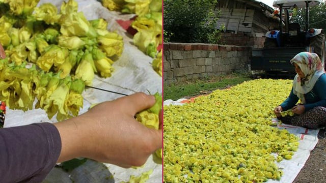 Parasal Değerini Kaybetmediği İçin "Çeyrek Altın" Denilen Amasya'nın Çiçek Bamyası