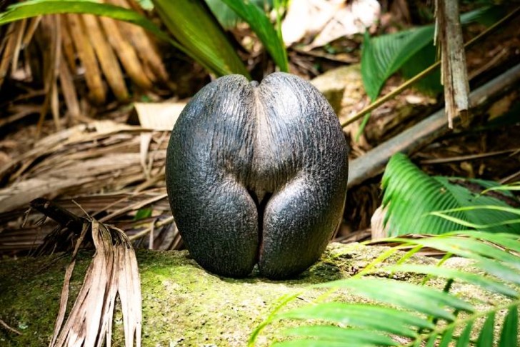 Coco De Mer