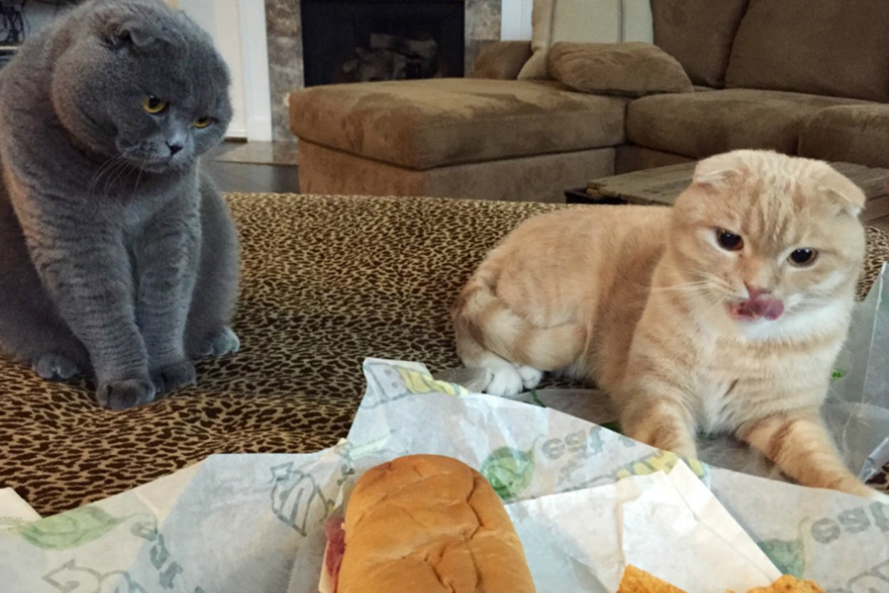 İçindeki Yemek Aşkı Bambaşka Olan 14 Kedi Köpek Dost