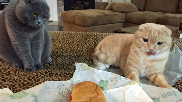 İçindeki Yemek Aşkı Bambaşka Olan 14 Kedi Köpek Dost