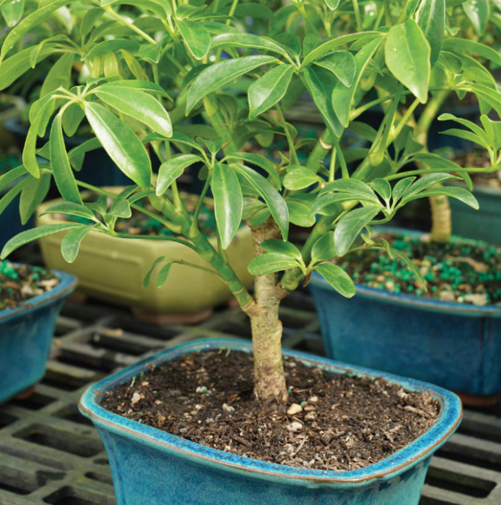 brusselsbonsai