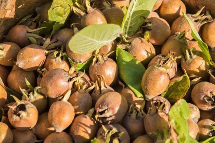 Muşmula Faydaları Nelerdir?