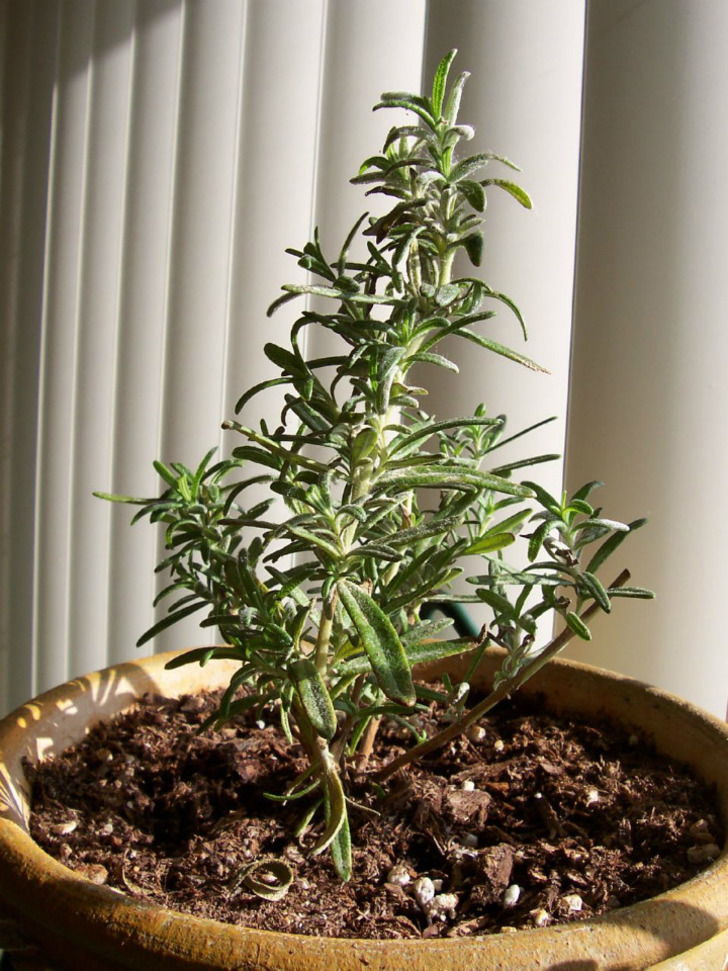 gardeningknowhow