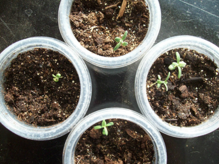 thyme2gardennow